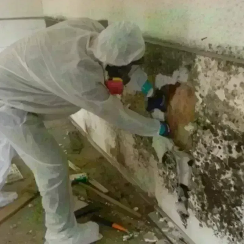 Mold Remediation and Removal in Norwalk, OH